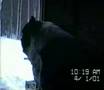 Boston Terrier sounds like a Lion!