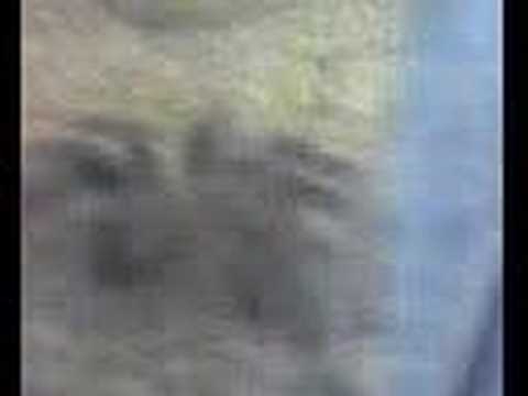 Animal Diversity 7A - Arthropoda - ...