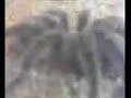 Animal Diversity 7A - Arthropoda - Chelicerata