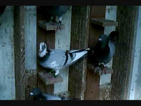 Pigeon Racing, Racing Pigeons in the WOW Truck Race Loft