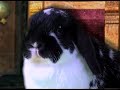 Rabbits Interview Chad Vader