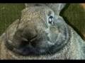 Rabbits Interview Chad Vader