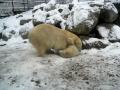 Milak and Victoria play fighting