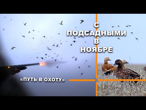 Охота на утку в полях