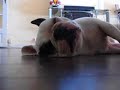 Bouledogue francais en pleine action Bouledogue francais en pleine action