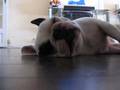 Bouledogue-francais-