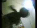 ayel