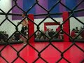 zak crash bucias 1st cage fight