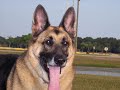 german shepherd german shepherd