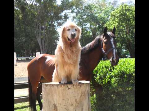 horses grand national