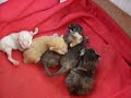 gatitos recien nacidos