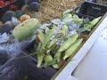 bill talks about his home canning classes, gardener's coop, and garden tilling services offered in oroville, ca