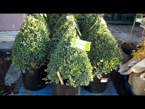 how to replant a fir tree