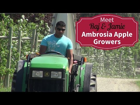 Meet Your BC Ambrosia Apple Growers - Raj and Jamie