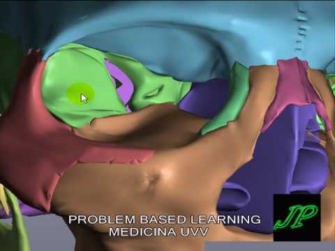 ANATOMIA DO CRÂNIO
