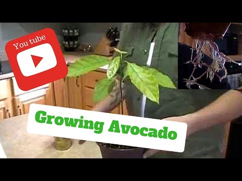 how to replant an avocado seed