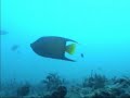 Angel Fish - Miami Beach