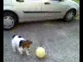 la nostra cagnolina calciatrice