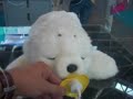 Campus Party '08 - Robot terapéutico bebe foca