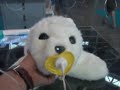 Campus Party '08 - Robot terapéutico bebe foca