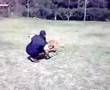 Pastor Belga Malinois video