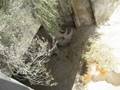 videos de Sababu Life in Captivity