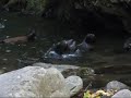 Kaikoura Seals Playing Kaikoura Seals Playing