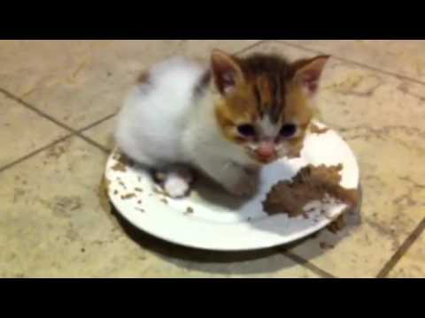how to care for a 4 week old kitten