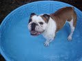 gus gets a new pool