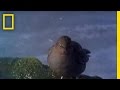 View Video