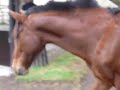 Smart Horse open the pols of the stable by his mouth