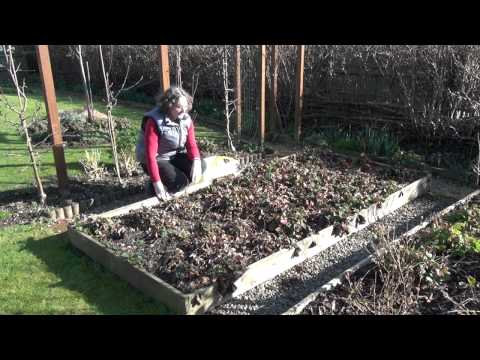 how to transplant blackcurrant bushes