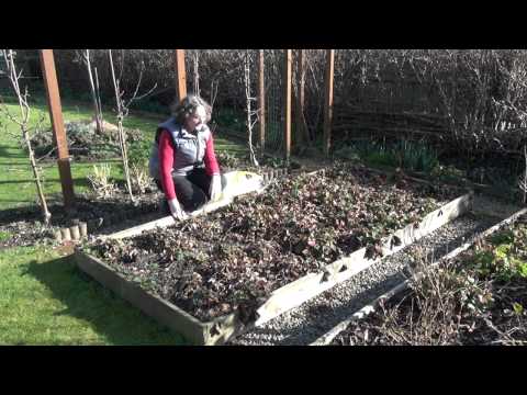 how to transplant gooseberry bushes