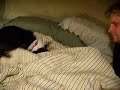 Our Boston Terrier, Marzipan, playing with the blankets