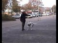 Twists and turns (canine freestyle)