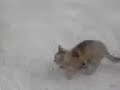 Gatto che lotta con una vipera (Picerno PZ)