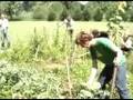 Gardening with the Spinto Band