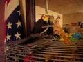 videos de Head banging Cockatiel Floyd