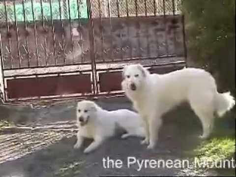 Pyrenean Mountain Dog - Great ...