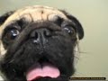 Sindrome del cane Brachicefalico Sindrome del cane Brachicefalico