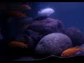 Large Mbuna cichlids