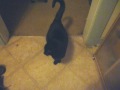 Stellaluna begging for treats