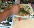 Painting a stuffed Perch in Acrylics