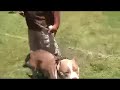 dog training  demonstration at pit bull show