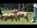 dog-training-demonstration-at-pit-bull-show.html