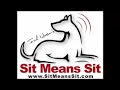 dog training  demonstration at pit bull show