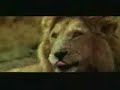 Burro sim viado n�o