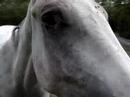 P�pony