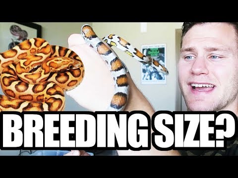 YouTube reptile video