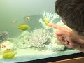 See Video